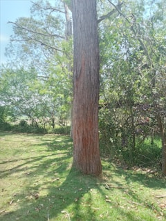 A freshly trimmed oak tree standing tall in a sunny suburban yard.