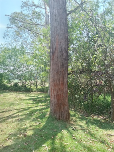 A freshly trimmed oak tree standing tall in a sunny suburban yard.