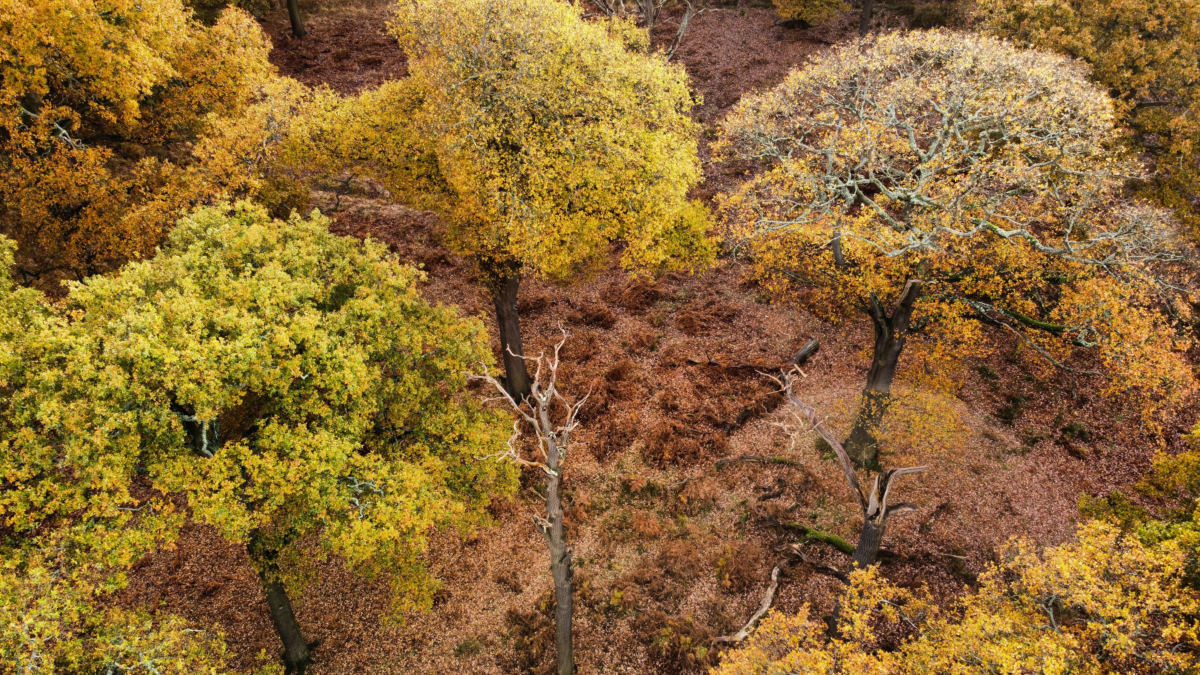Richmond upon Thames cityscape