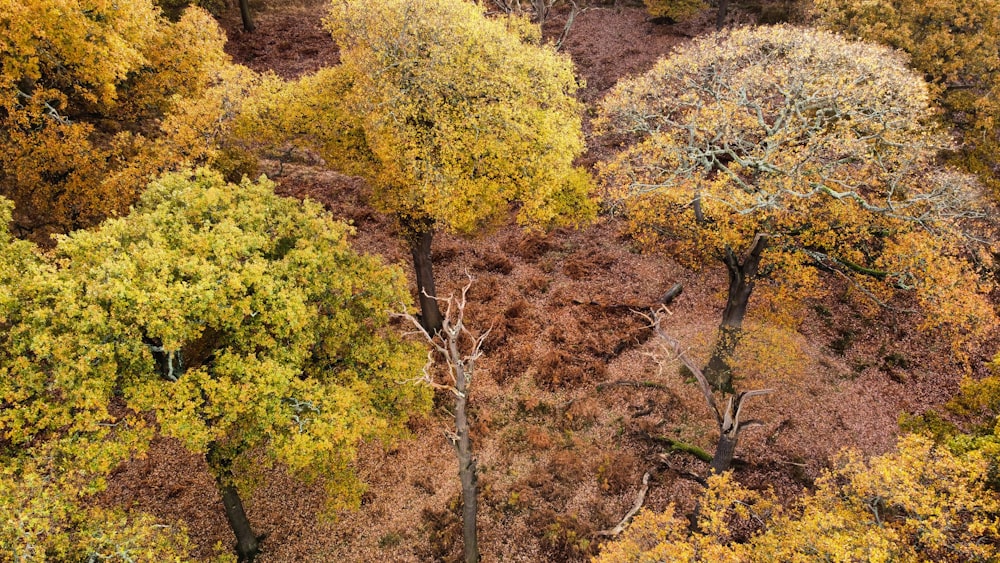 yellow and green trees during daytime