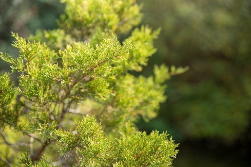 Close-up of vibrant green leaves softly lit by morning sunlight in a peaceful garden setting.