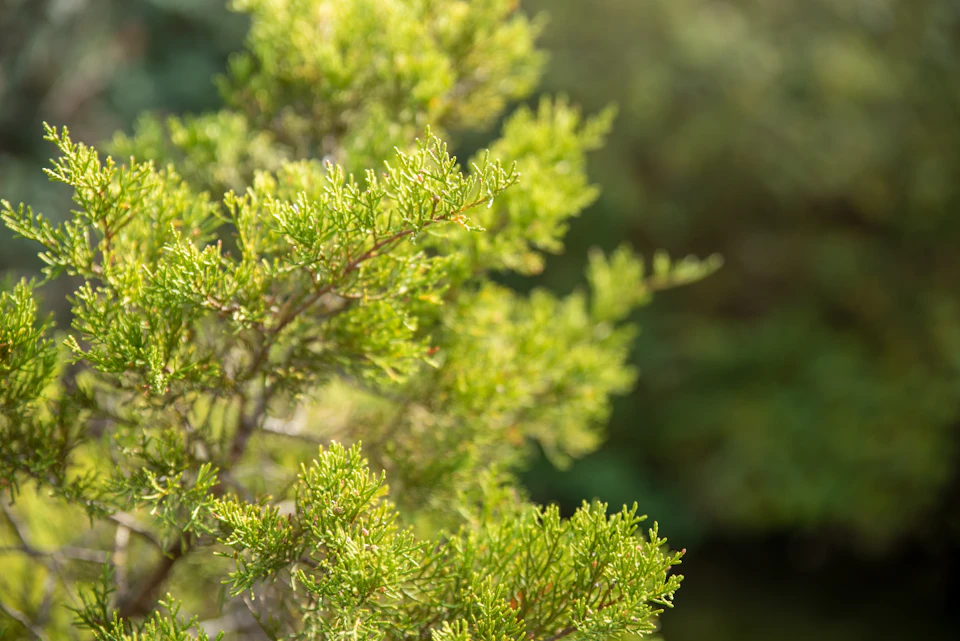 Close-up view of a tree branch with vibrant green leaves against blurred background
