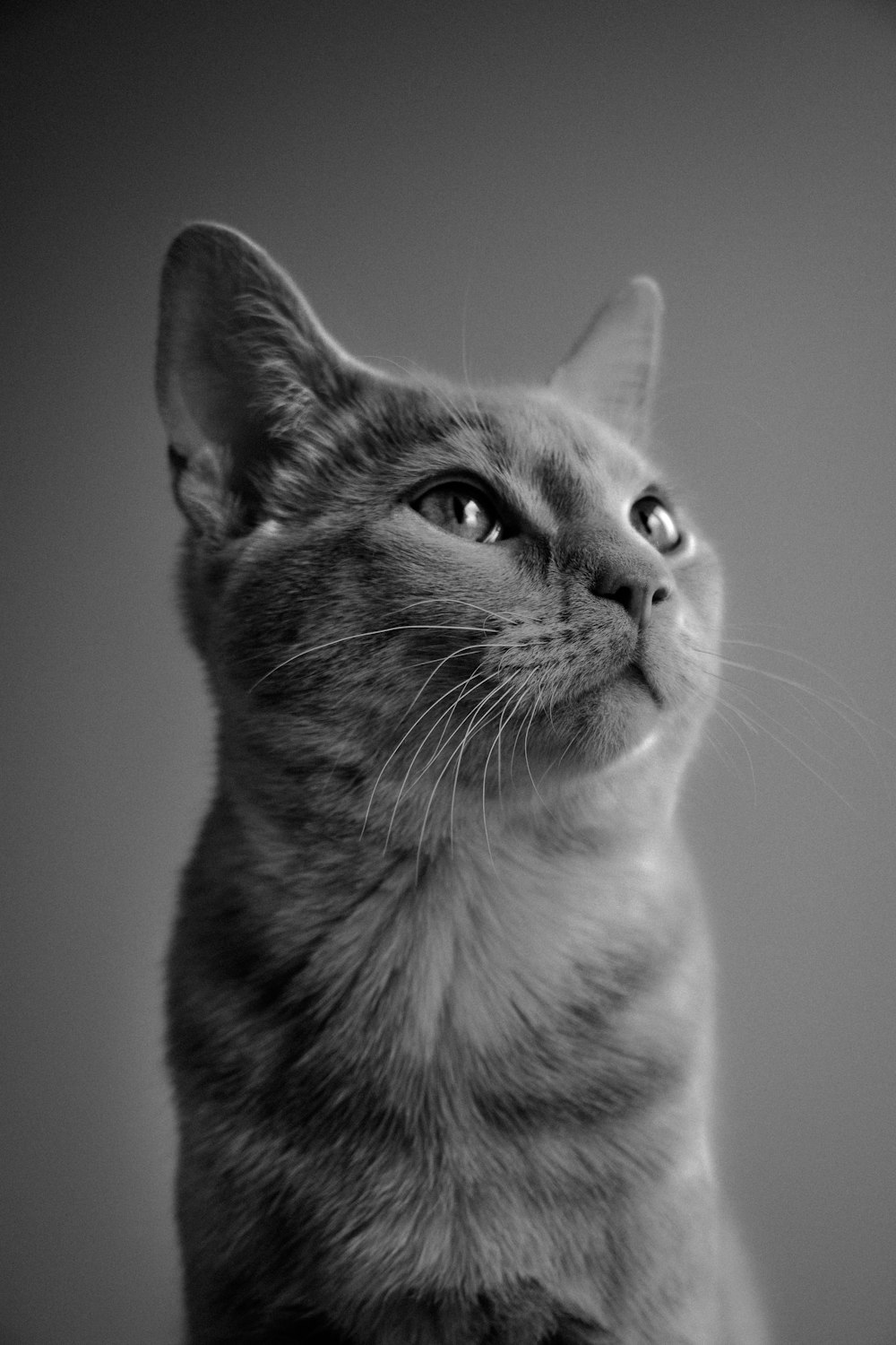 foto in scala di grigi di gatto con gli occhi chiusi
