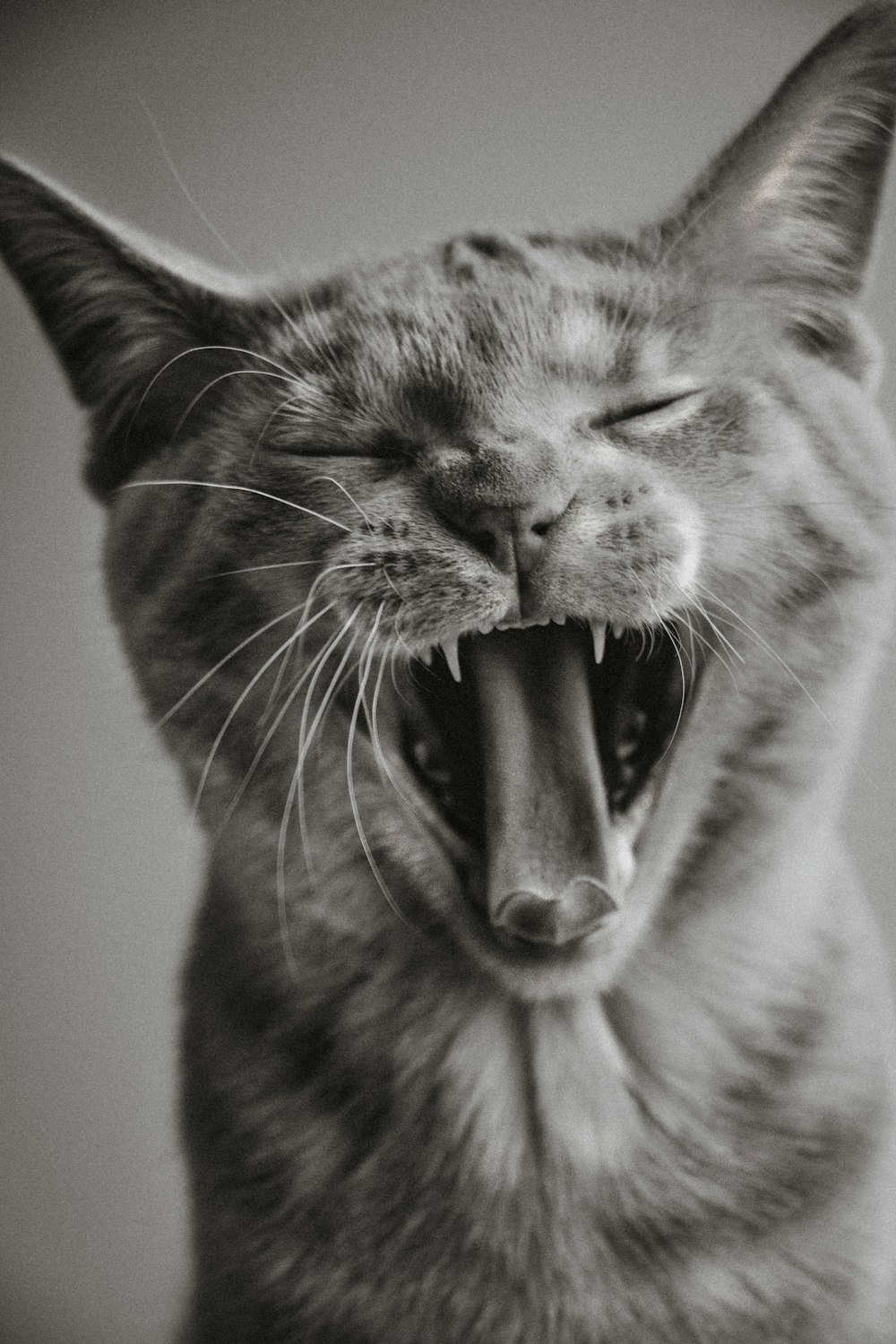 grayscale photo of cat with mouth open