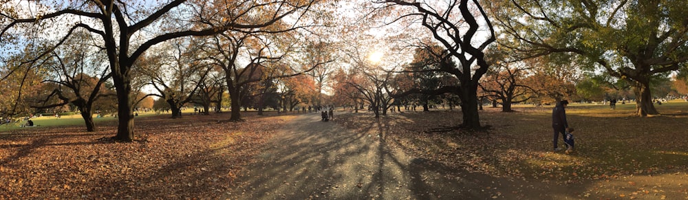 brown trees on brown field during daytime