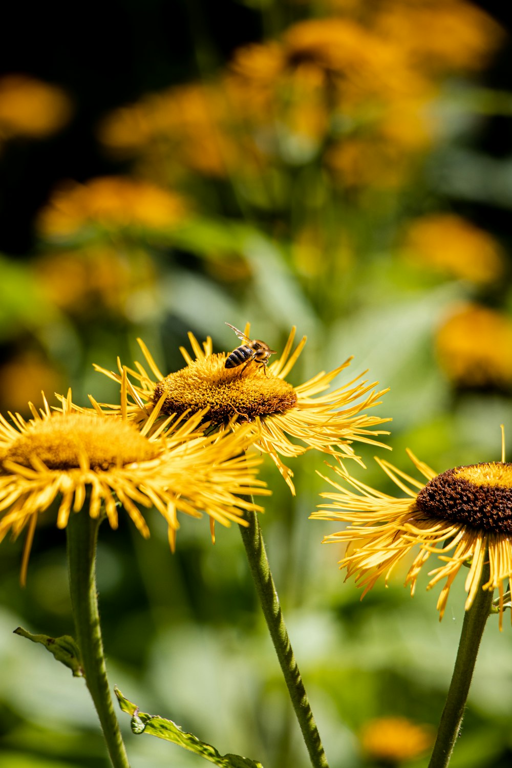 yellow and black bee on brown flower