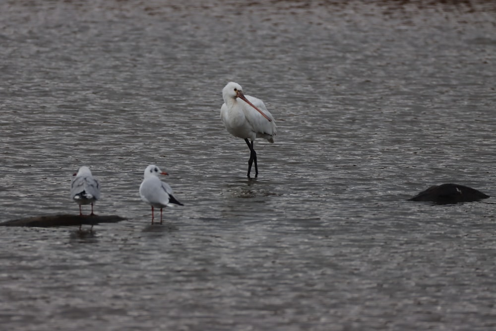 three white birds on water during daytime