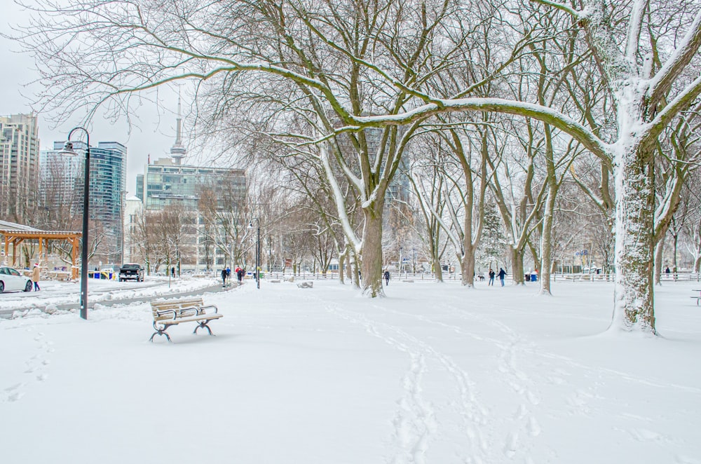 bare trees on snow covered ground during daytime