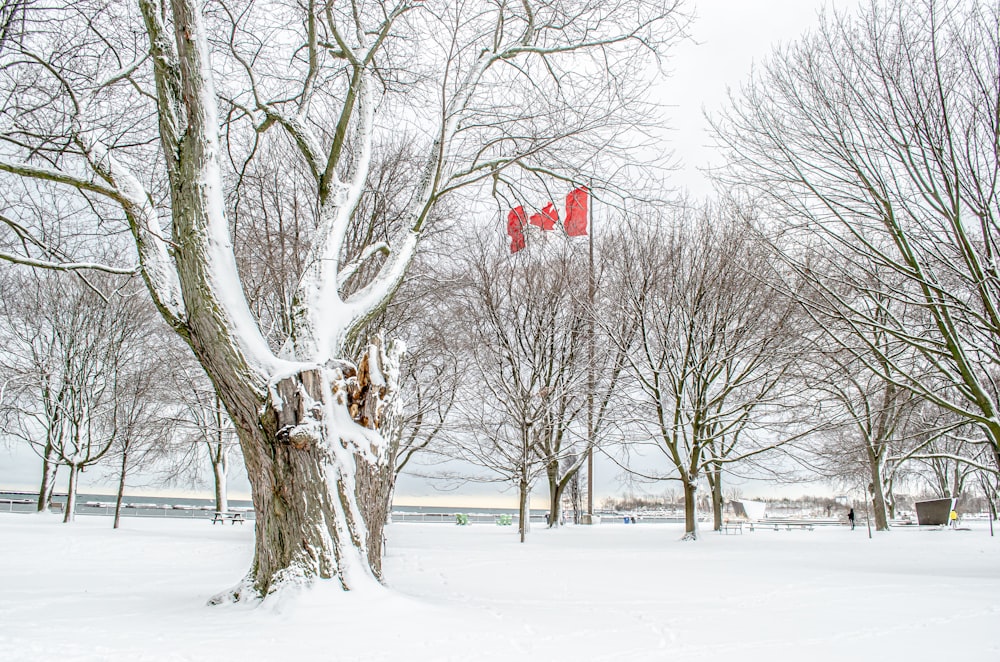 red and white stop sign on snow covered ground