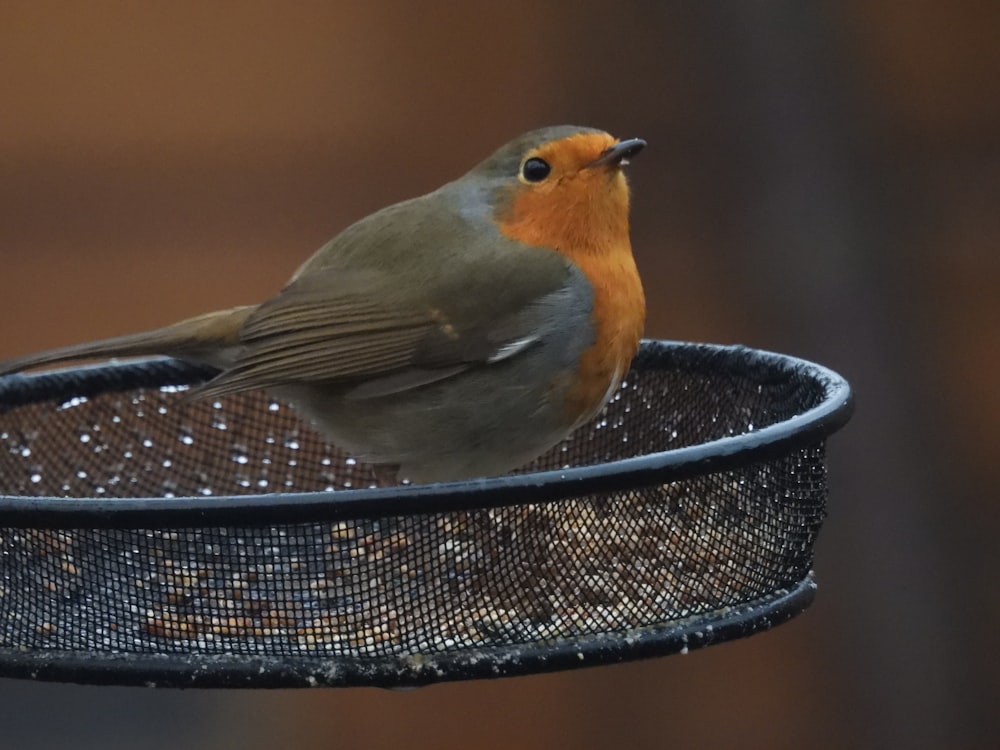 brown and gray bird on black metal table