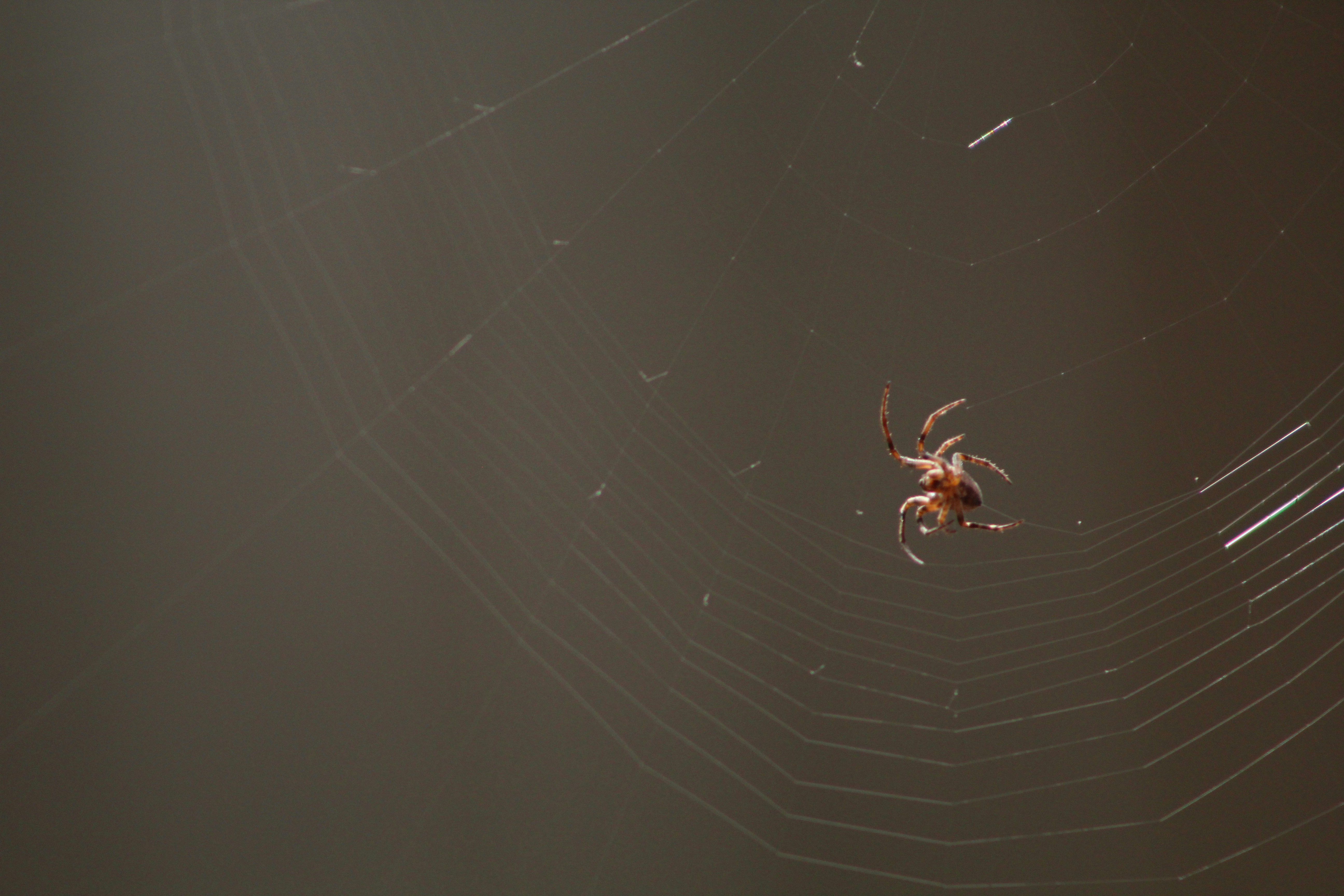 Photo by pattitorcik