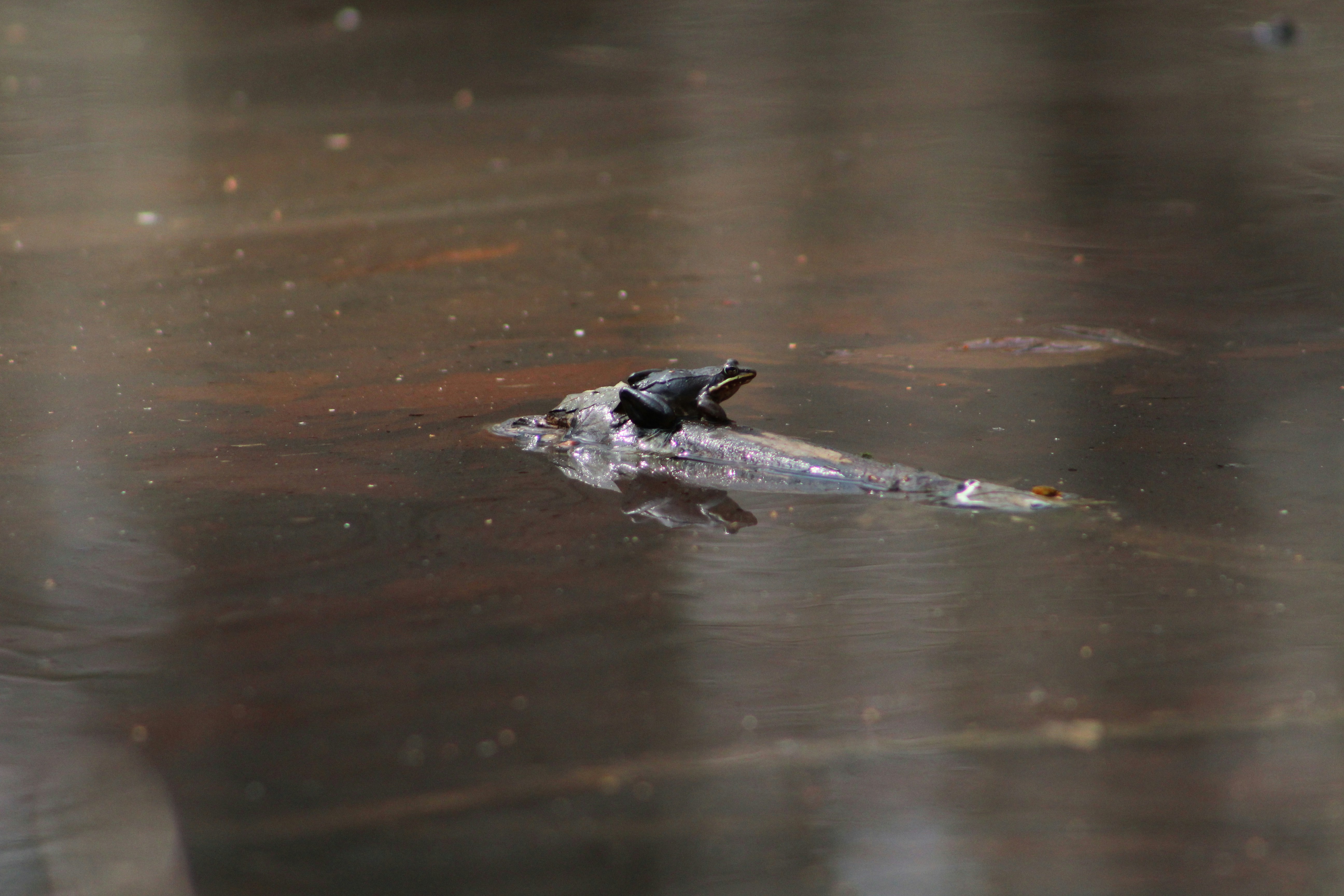 Photo by pattitorcik