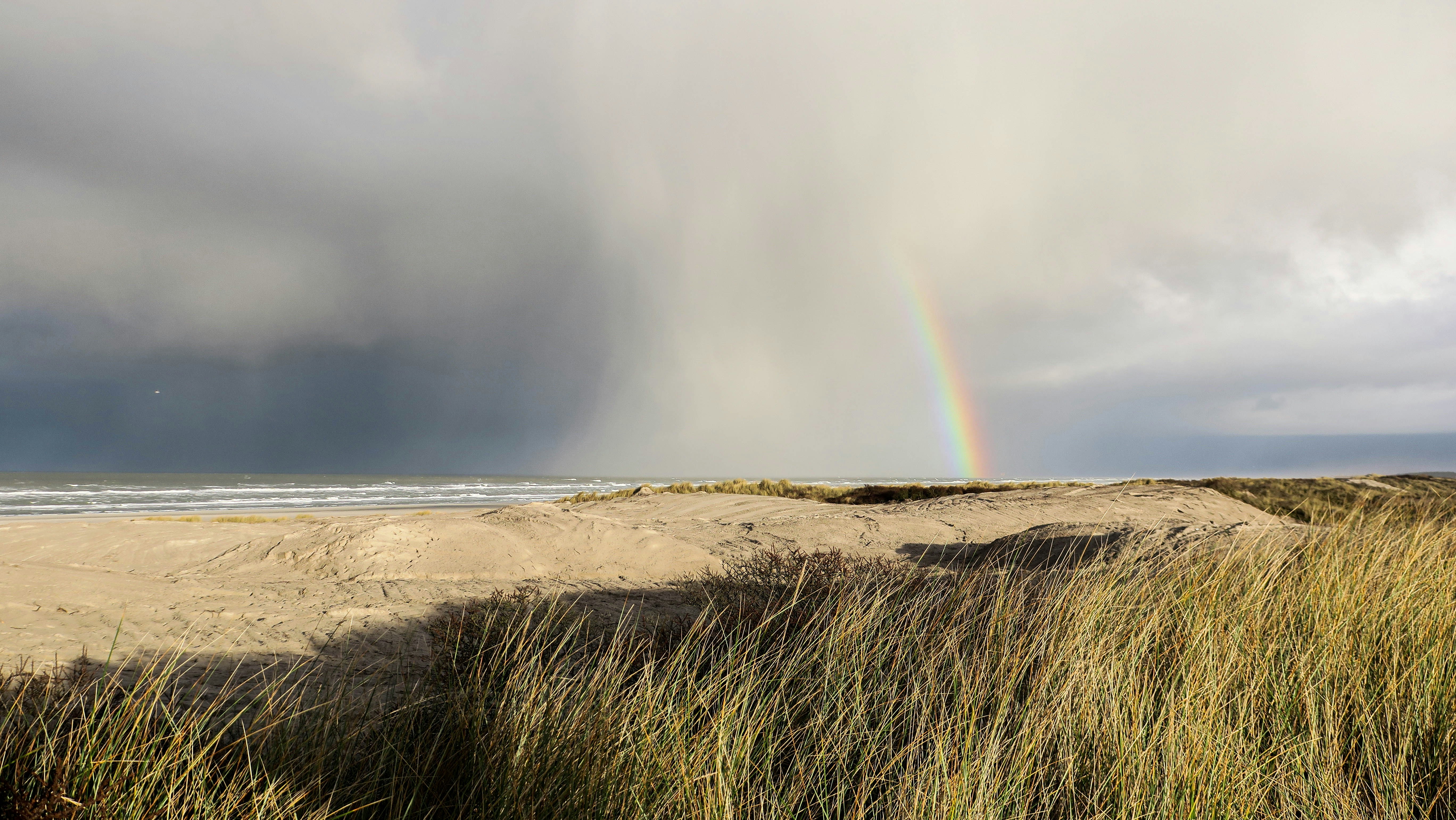 brown grass field near body of water during daytime