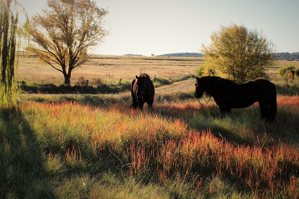 black cow on brown grass field during daytime