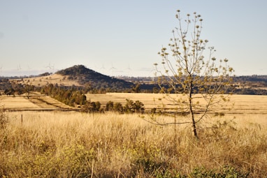 Mental Health in Rural Remote Areas of Australia