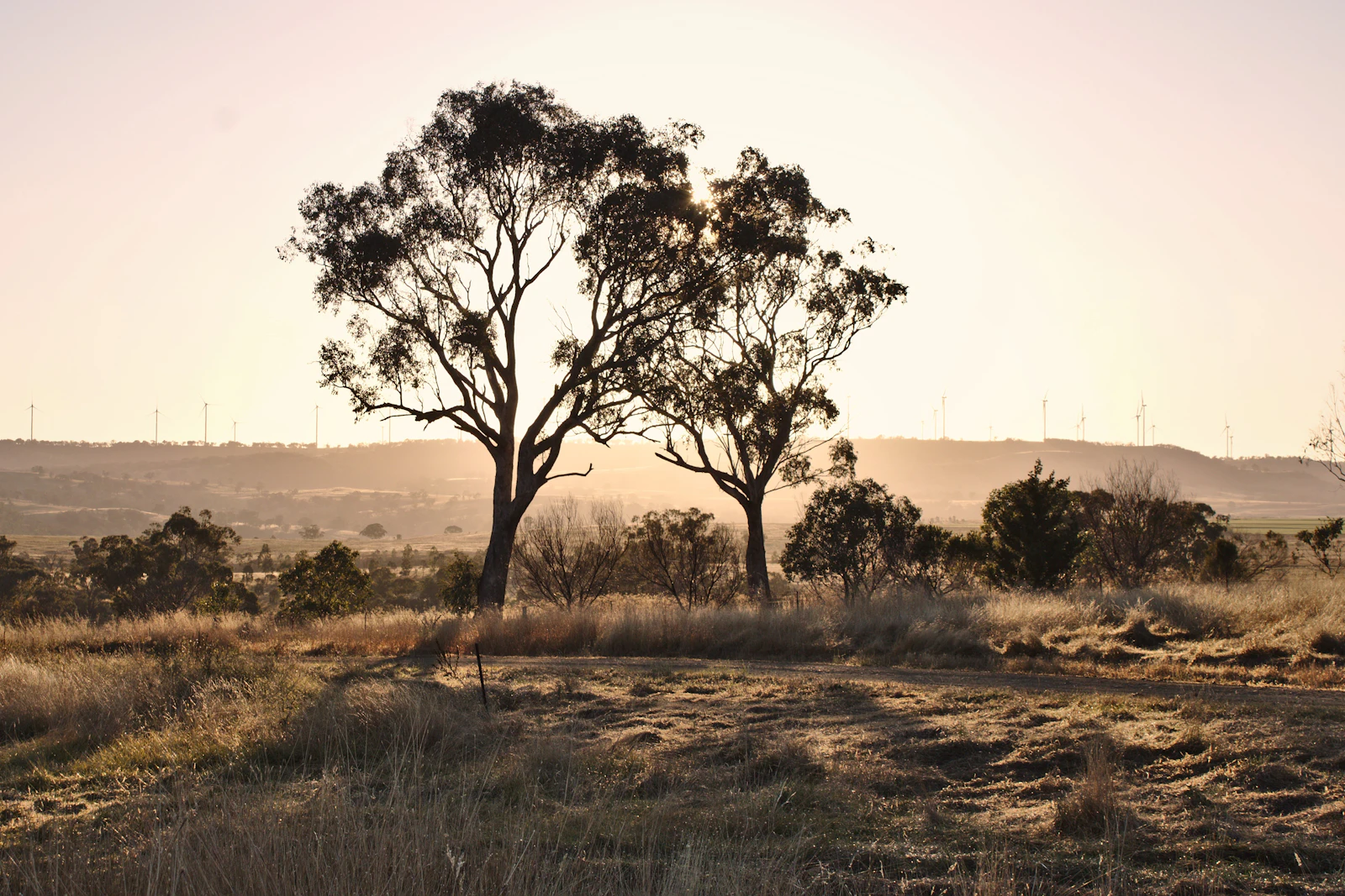 Australian eucalypt landscape under environmental regulation