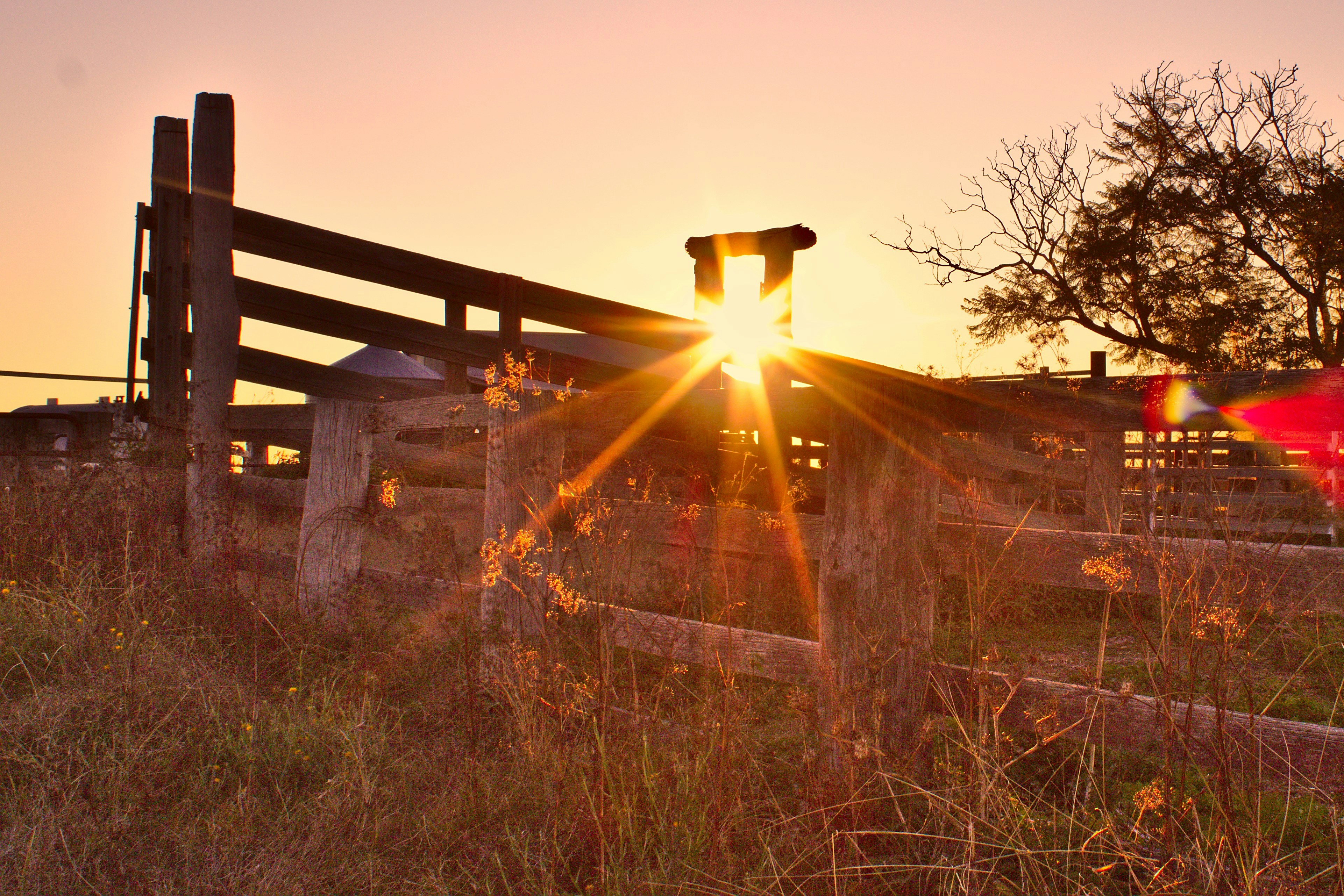 brown wooden fence on green grass field during sunset, Sunset through a cattle ramp and jacaranda tree on Australian farm