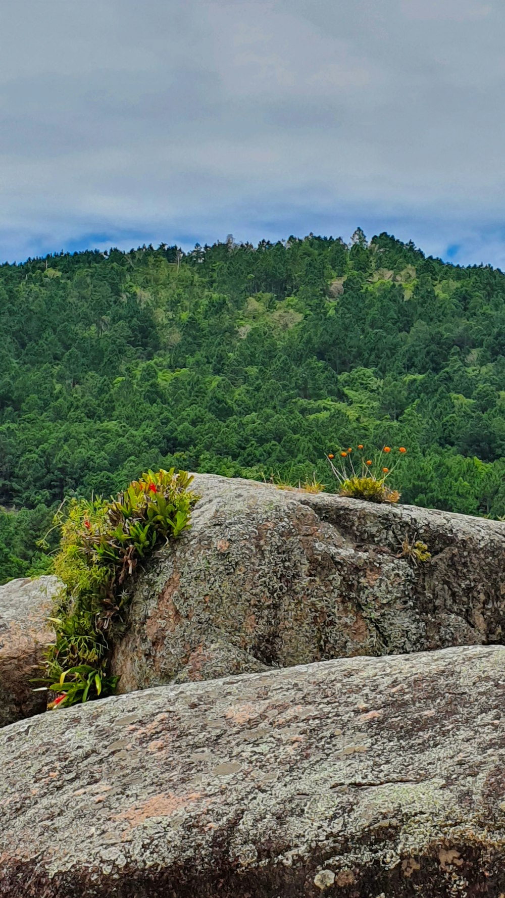 green trees on gray rock