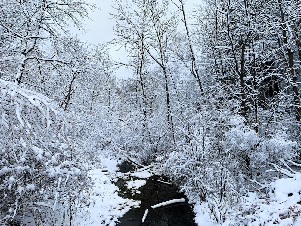 Árboles cubiertos de nieve durante el día
