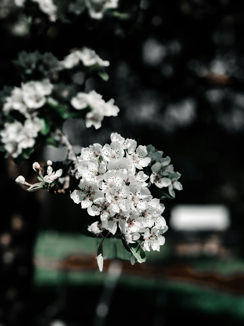 white flowers in tilt shift lens