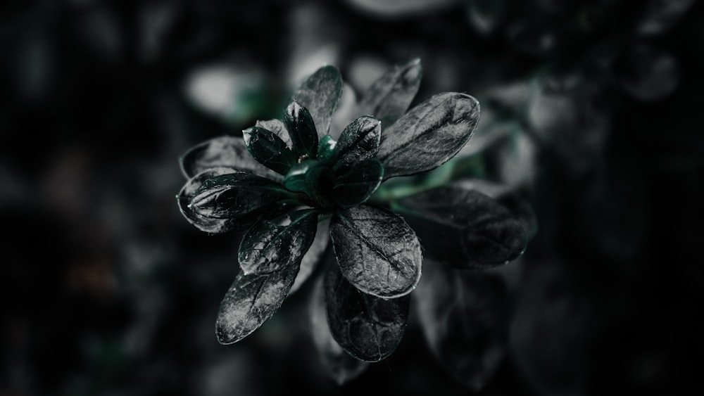 grayscale photo of flower in bloom