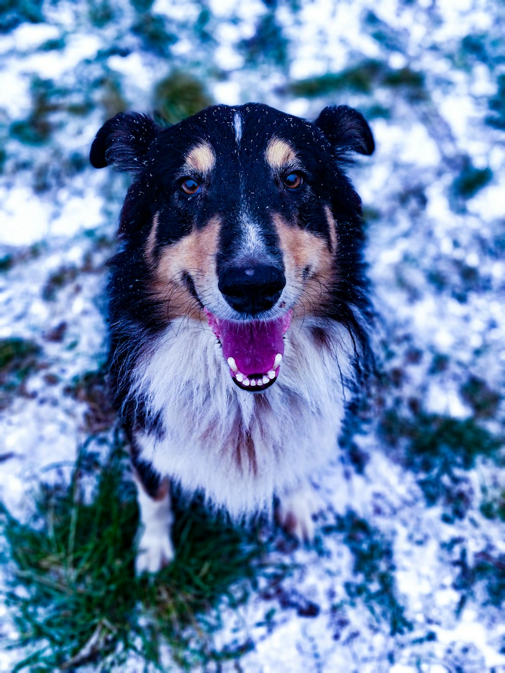 黒白と茶色のロングコートの犬の写真 Unsplashで見つける犬の無料写真