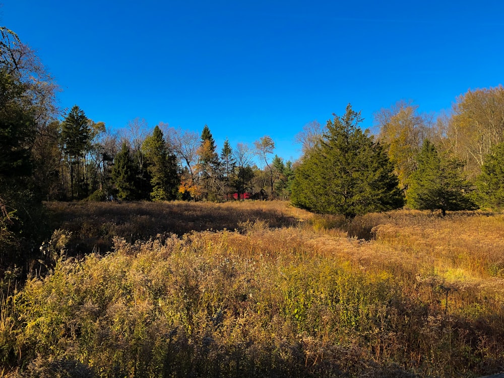 green grass field and trees under blue sky during daytime