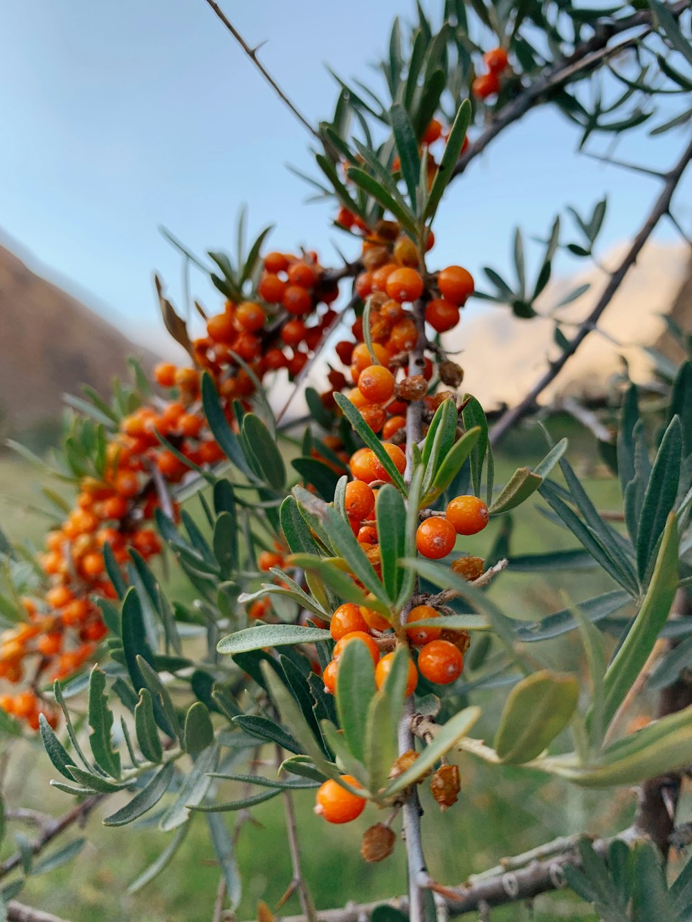 red and green fruit on tree during daytime