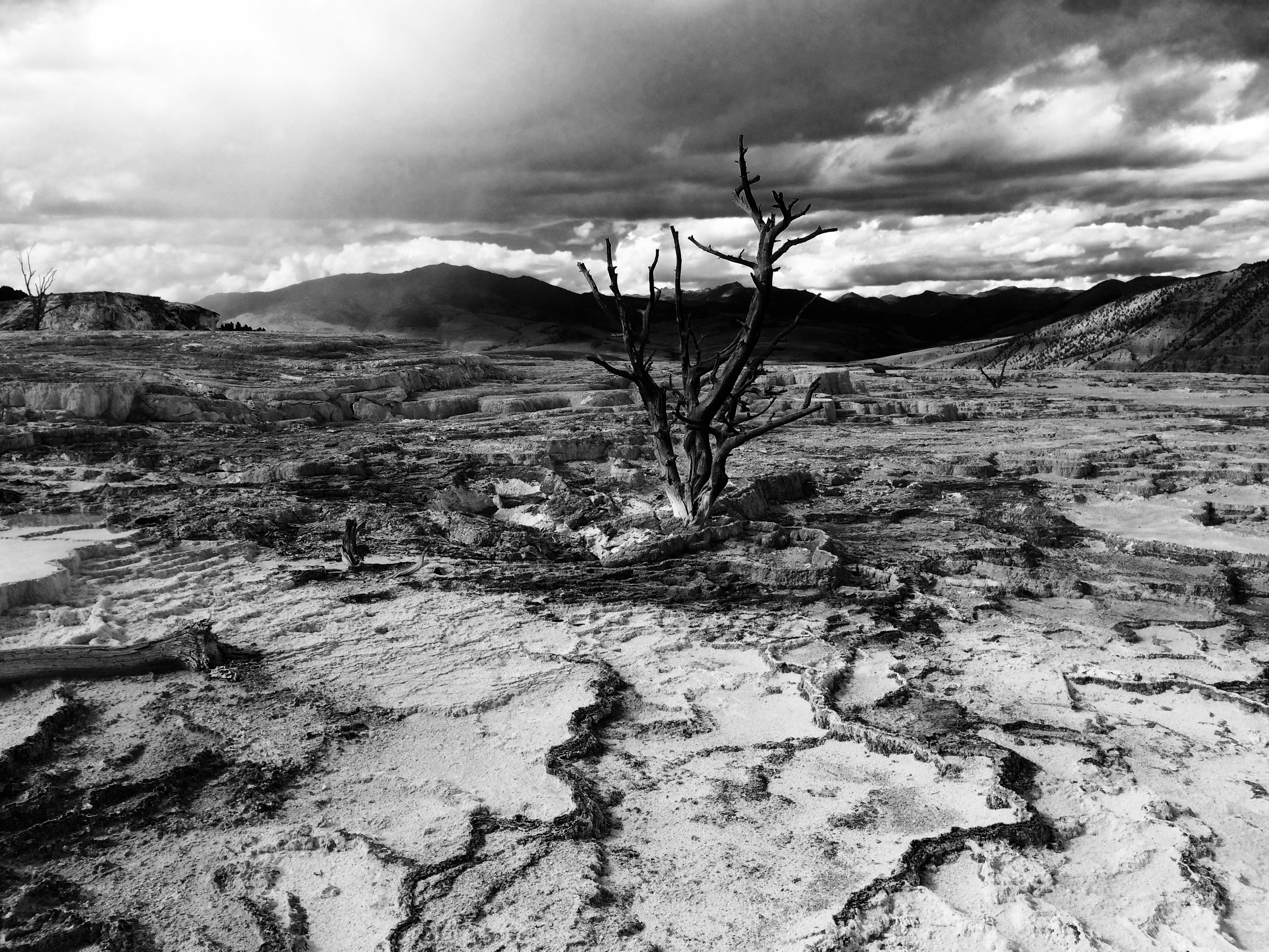 grayscale photo of trees on hill