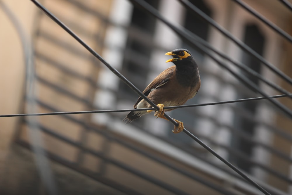 brown bird on black metal fence during daytime