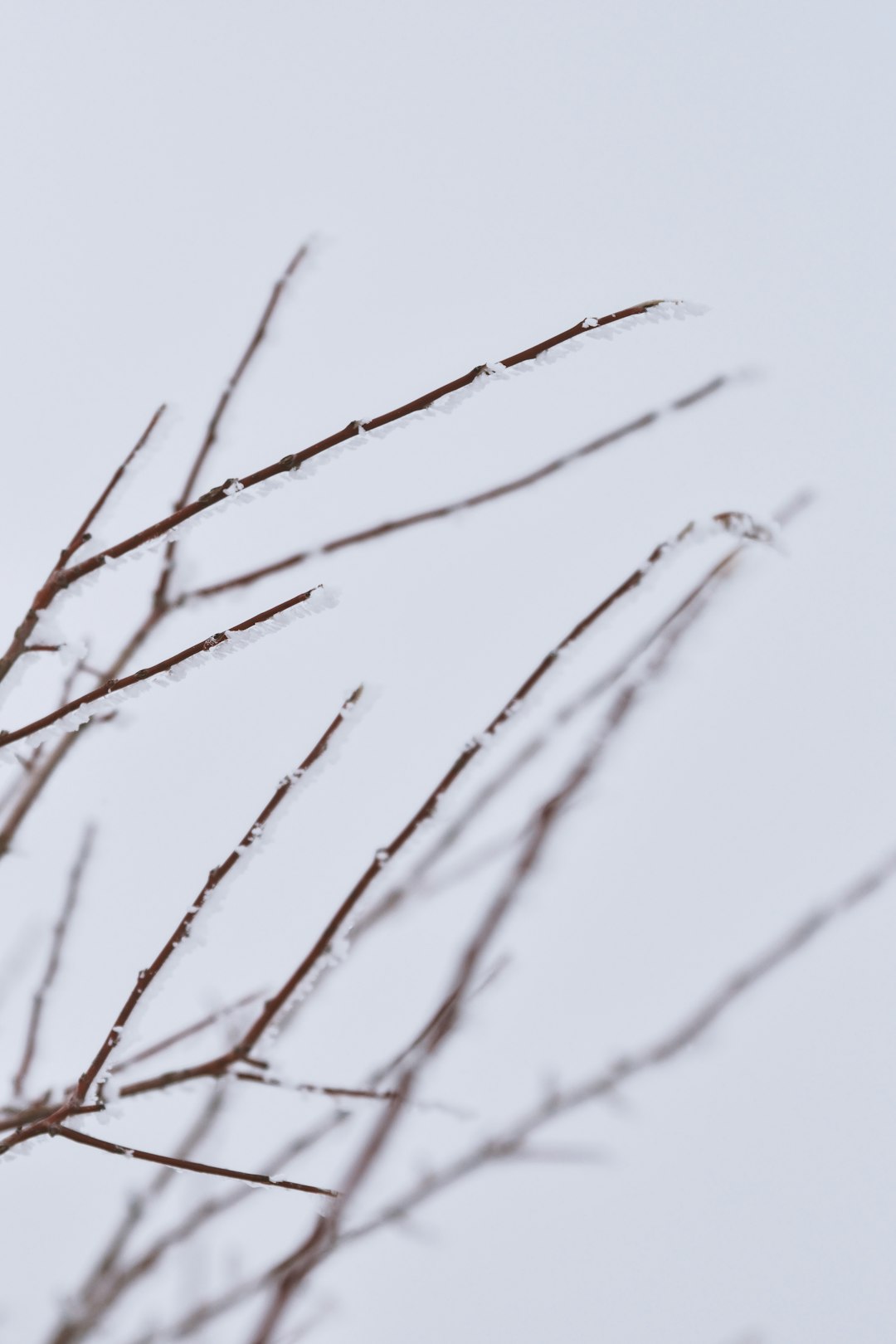 brown tree branch with white snow