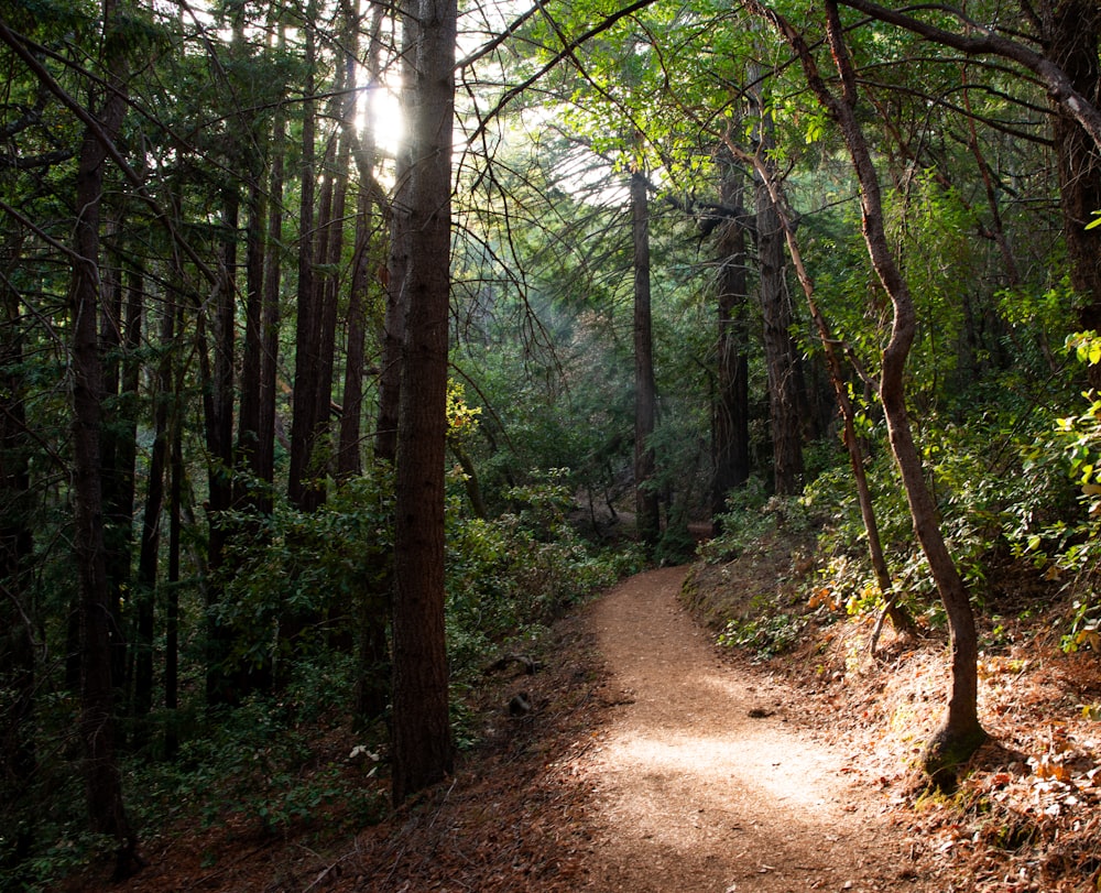 brown dirt road between green trees during daytime