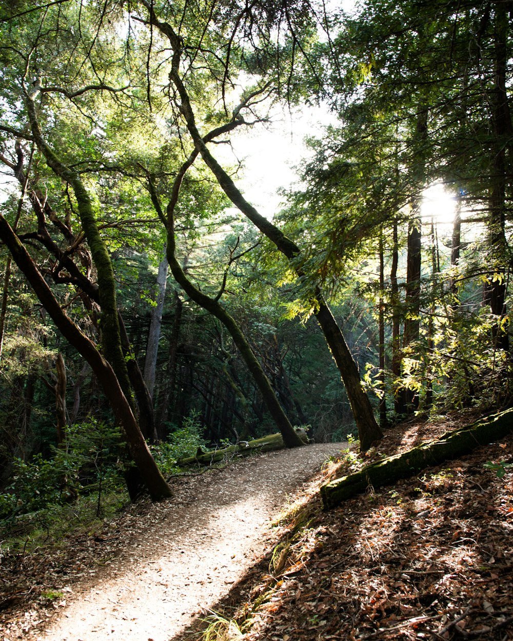 green trees on forest during daytime