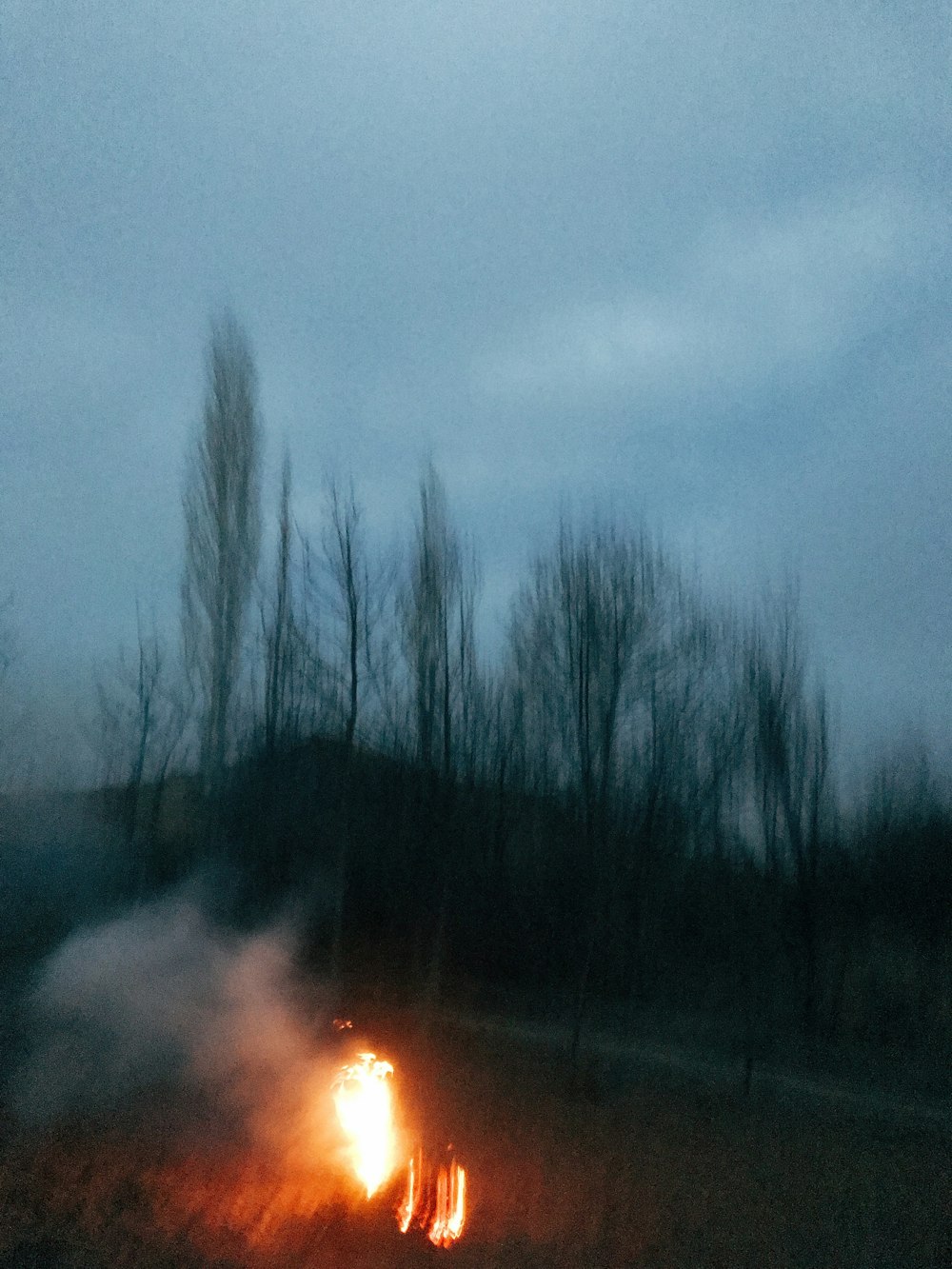 bare trees under gray sky