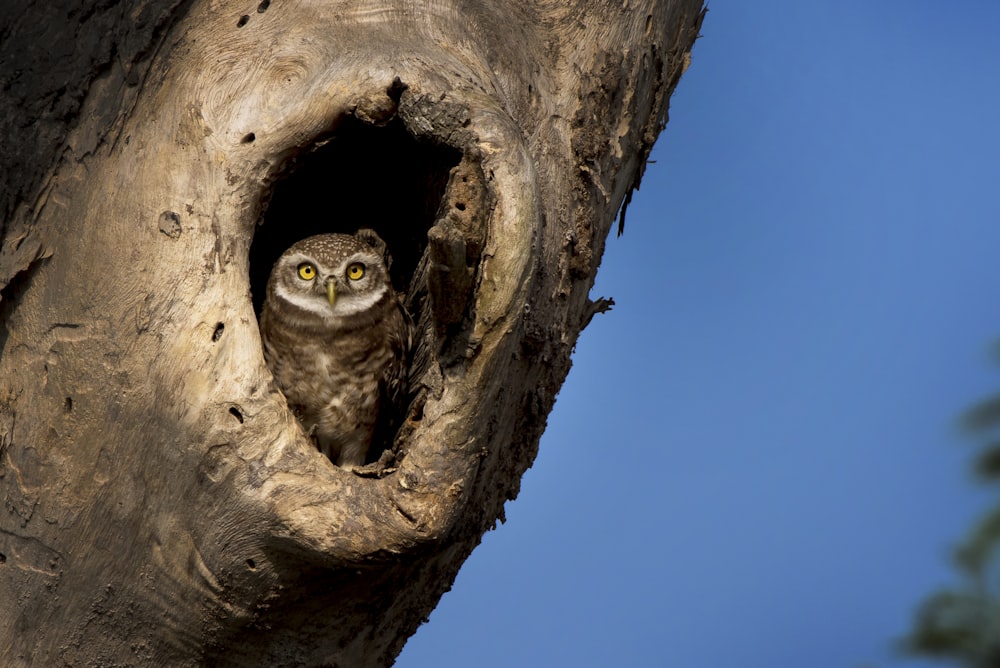 brown owl on brown tree