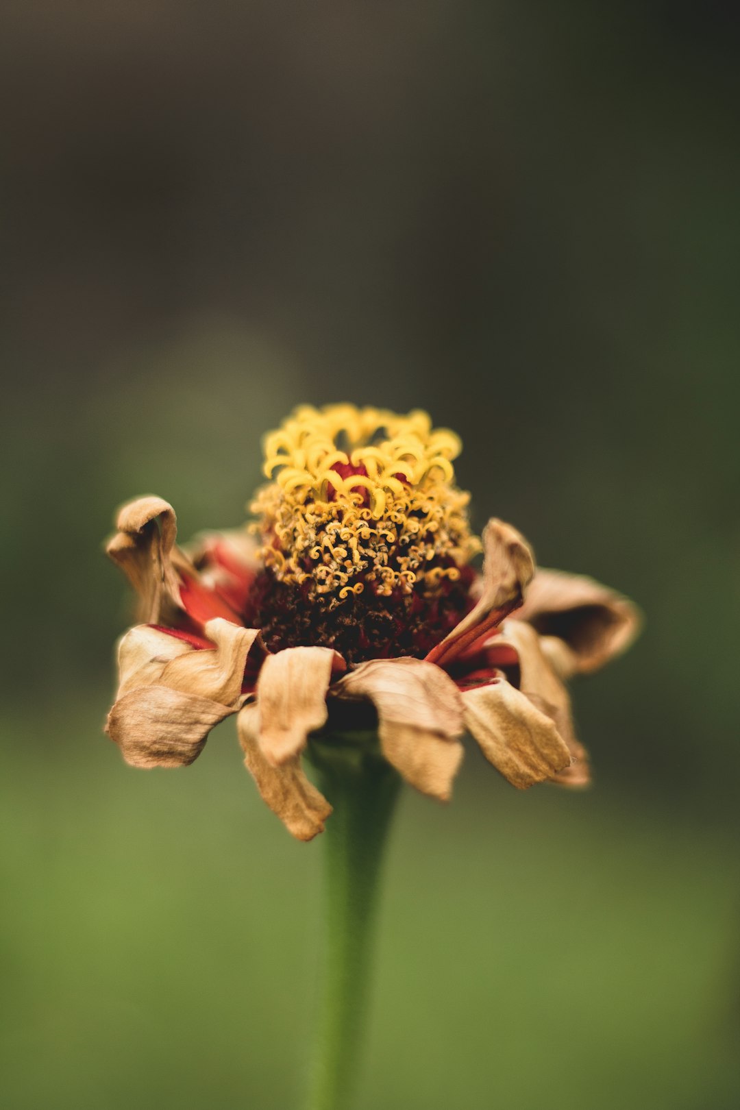 yellow flower in tilt shift lens