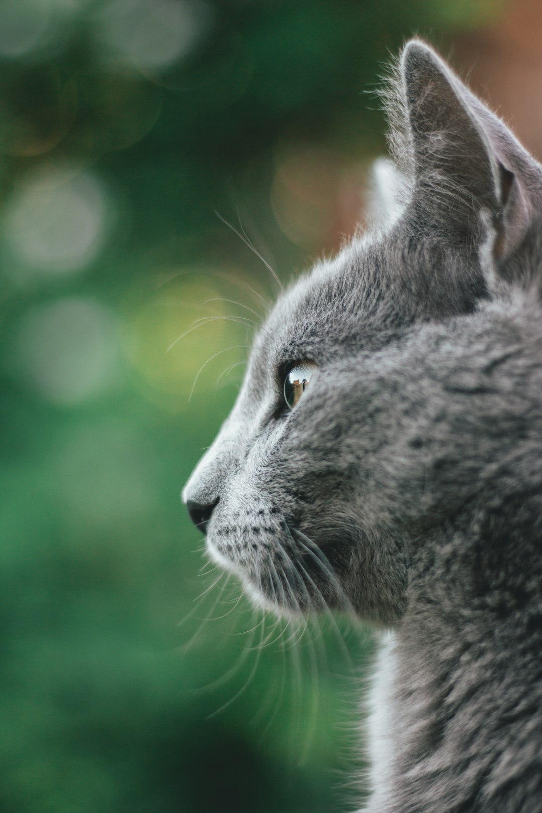 russian blue cat in tilt shift lens