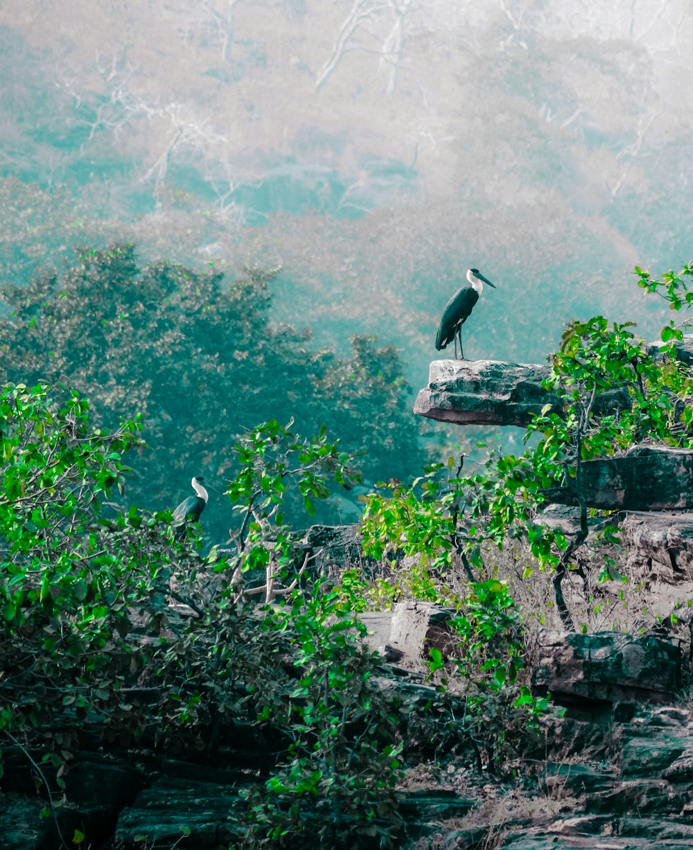 black bird on gray rock