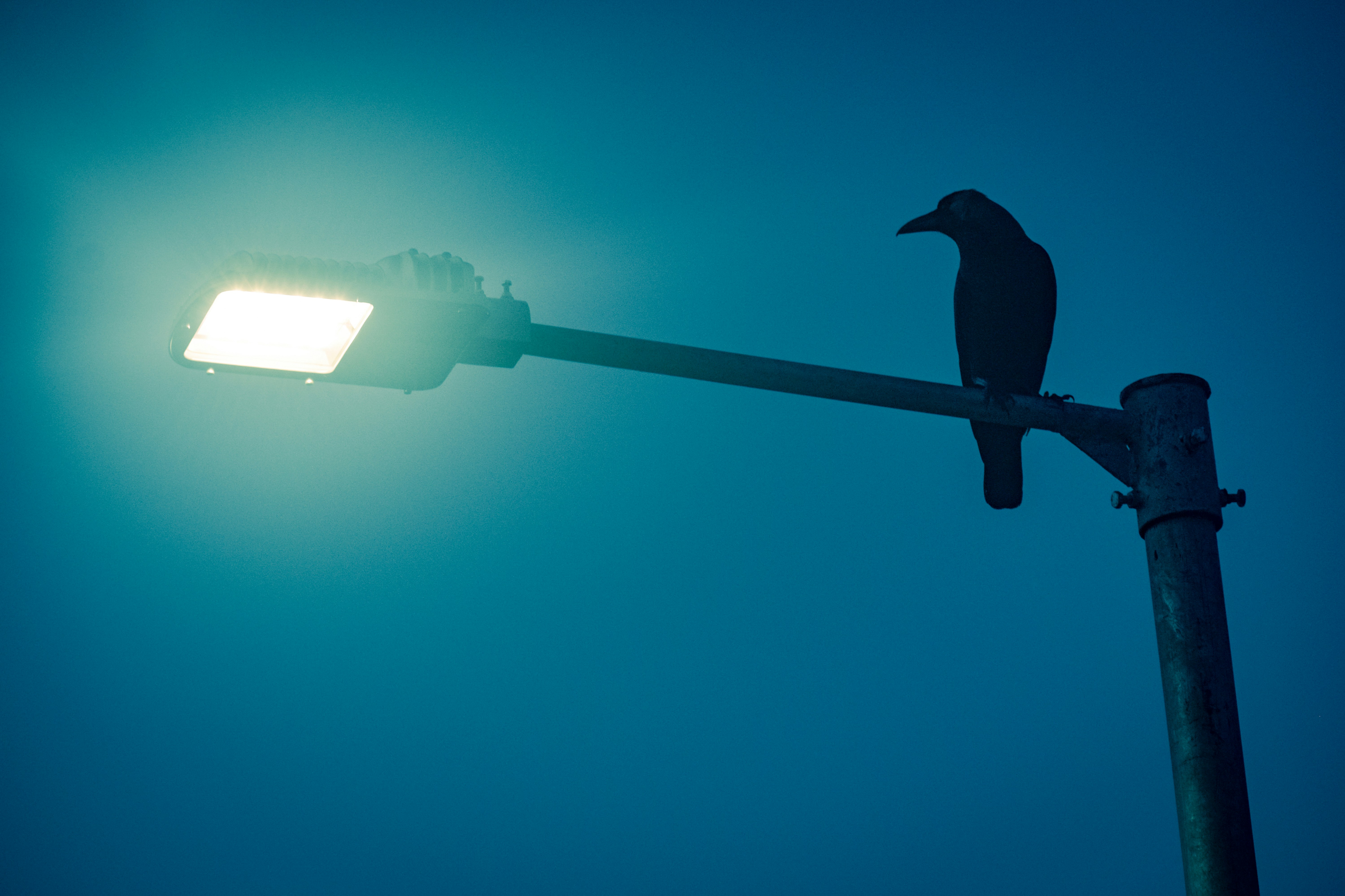 Black bird on black metal bar photo – Free Blue Image on Unsplash