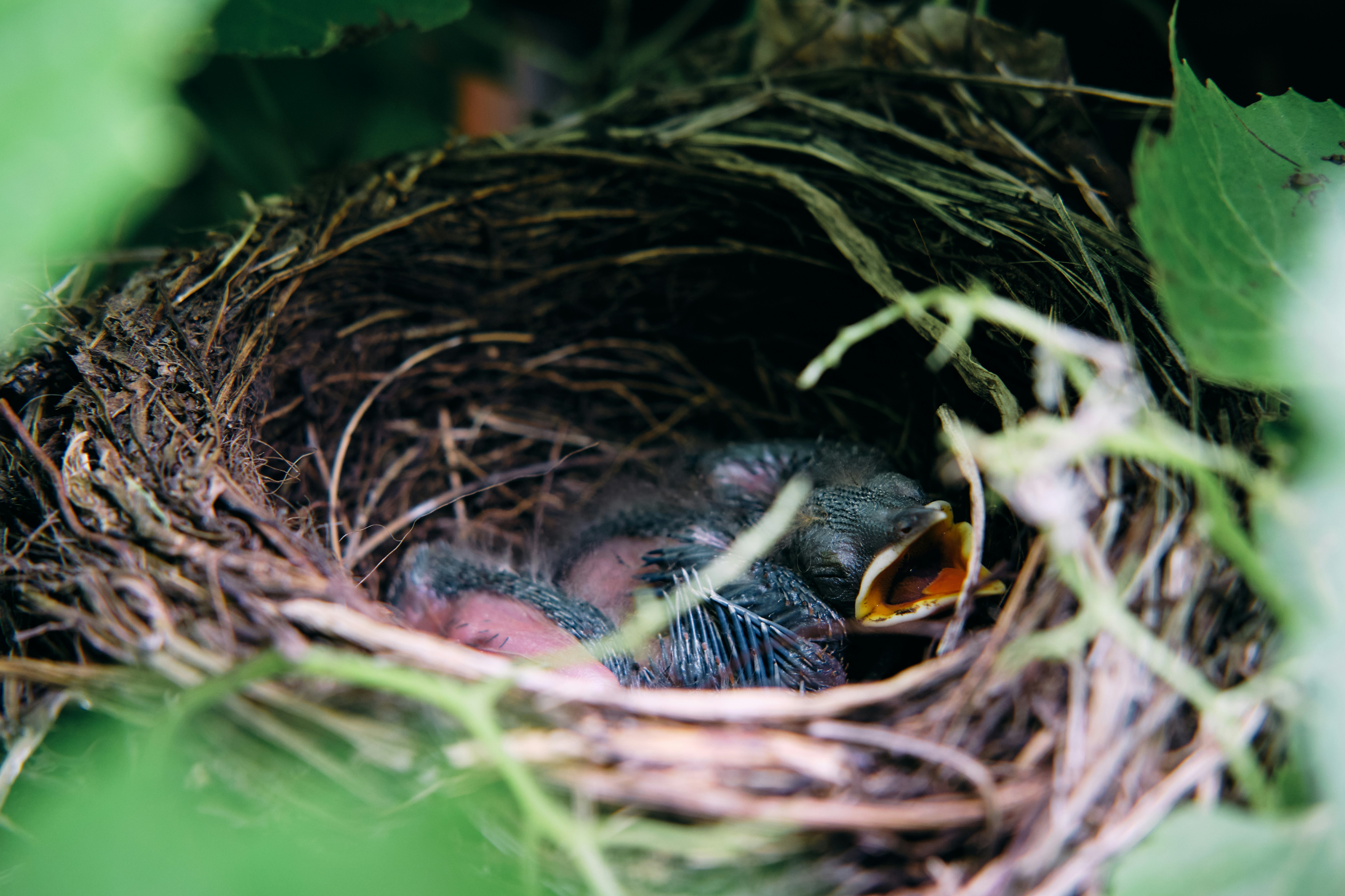 black bird on nest during daytime