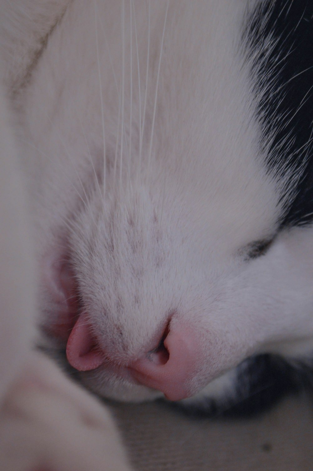 white and black cat on black textile