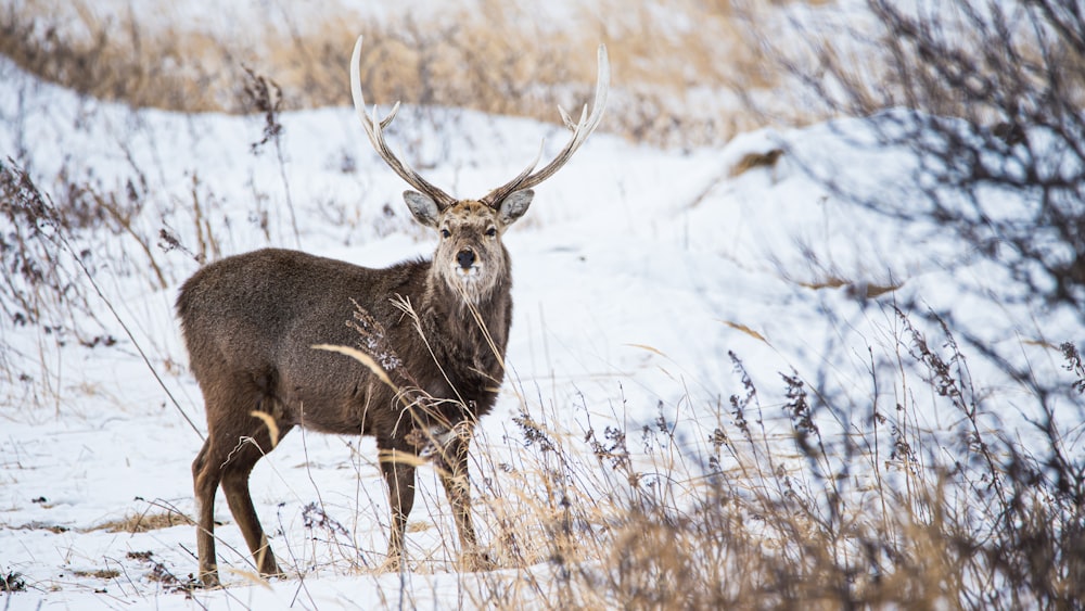 brown deer on snow covered field during daytime