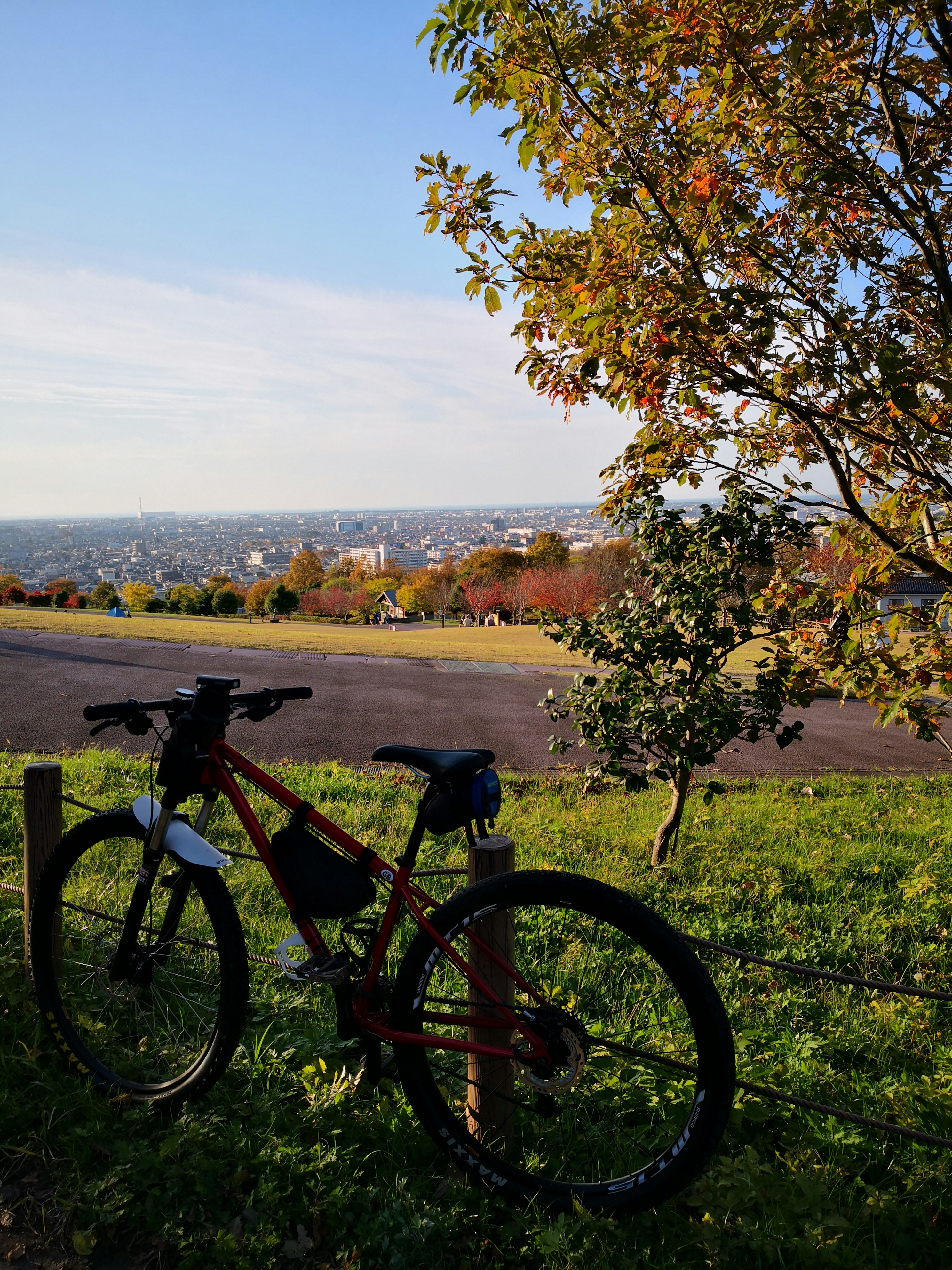 black and red mountain bike near brown tree during daytime