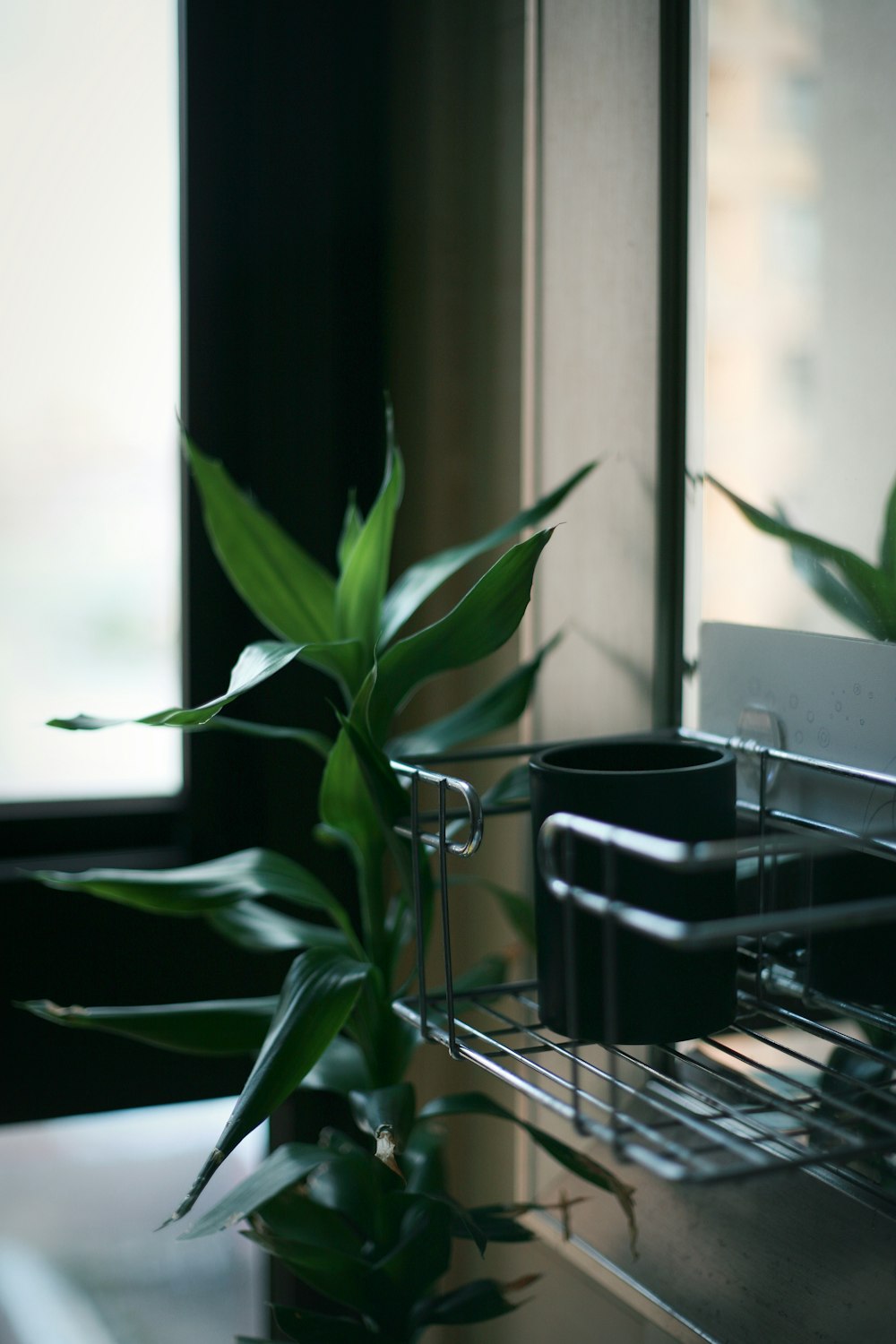 green plant on black pot