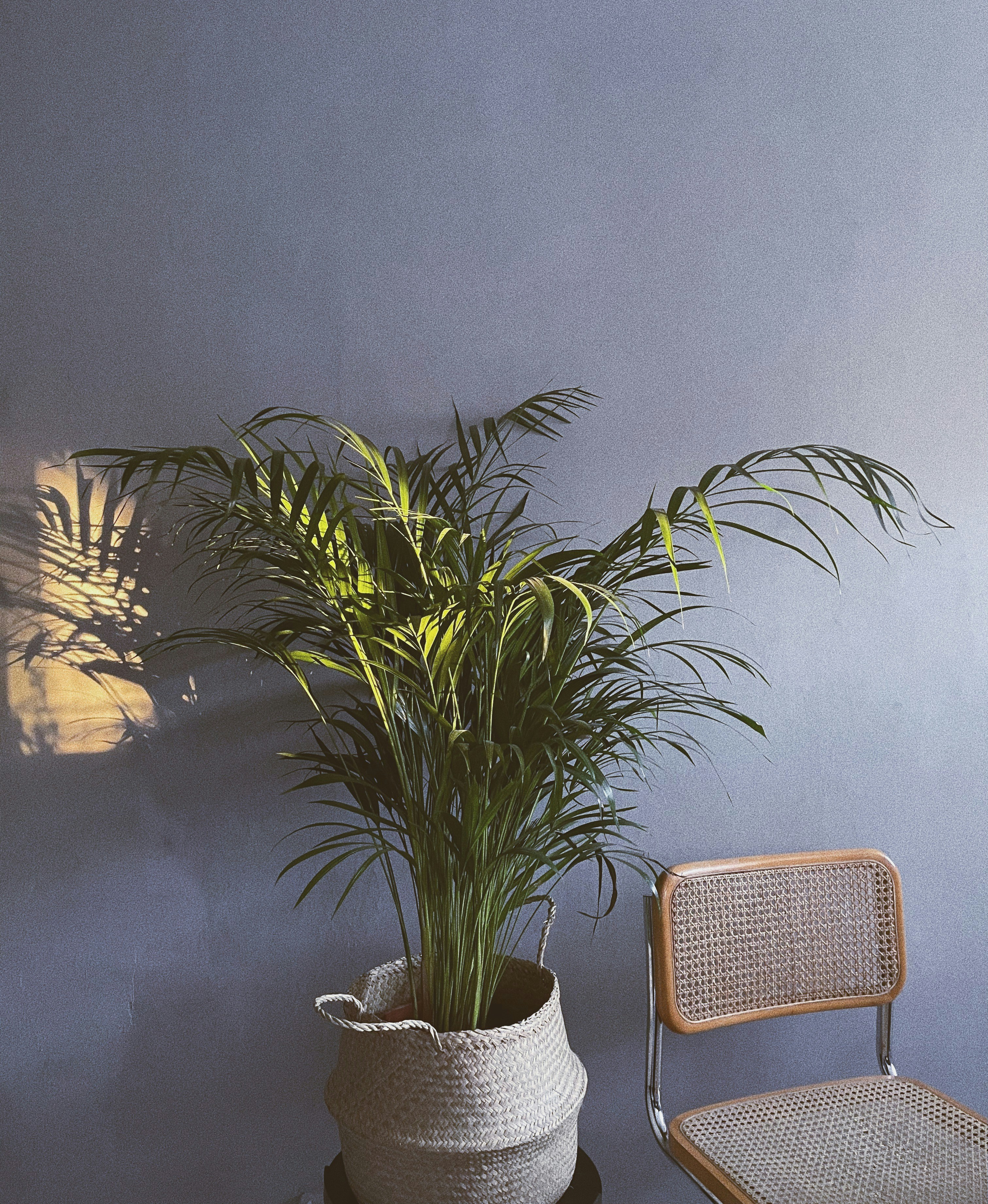 Photo by nikolajpeter