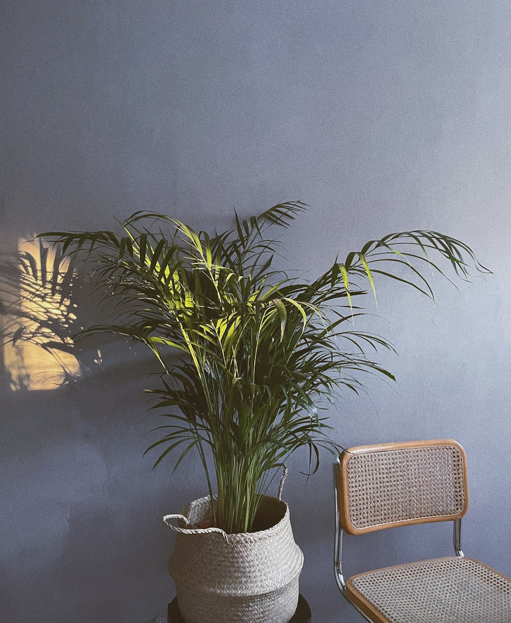 green palm plant on white ceramic pot