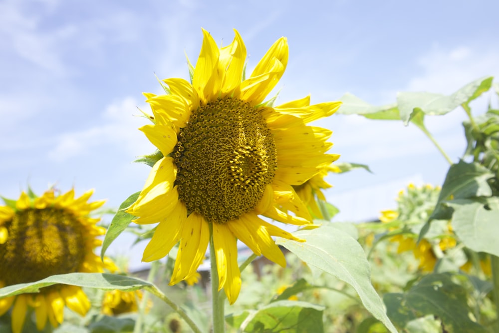 yellow sunflower in close up photography during daytime