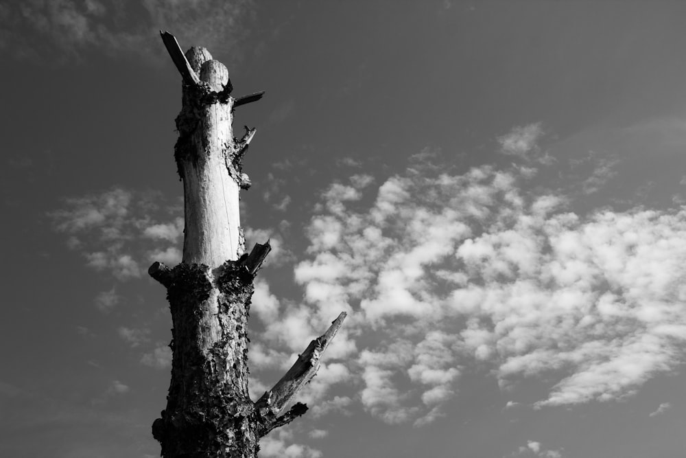 grayscale photo of wood log