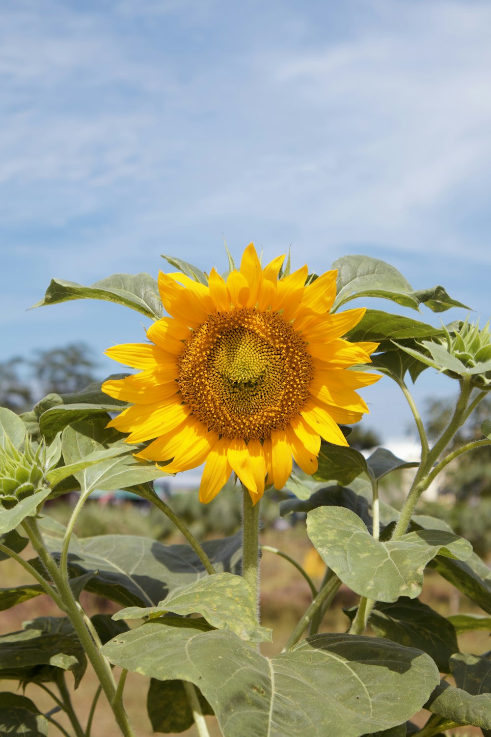 yellow sunflower in bloom during daytime