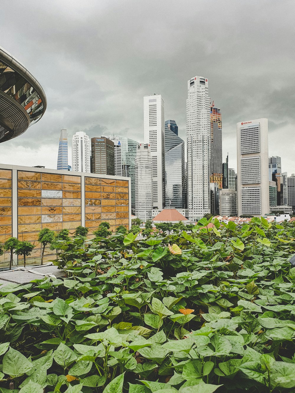 green plants near city buildings during daytime